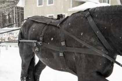 Attelage complet cheval Ski-Joer dans Accessoires pour bétails et chevaux  à Saguenay