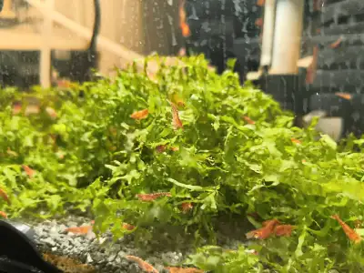 Red Cherry Neocardina Shrimp Aquarium Algae Eater, View more