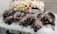 Seven Gorgeous Purebred Registered Miniature Schnauzer Puppies