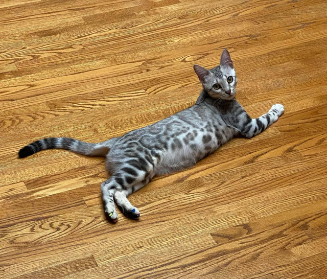 Silver Bengal Kitten  in Cats & Kittens for Rehoming in Calgary - Image 3