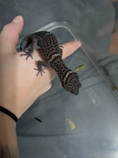 Chinese Cave Gecko & Full Setup, View more