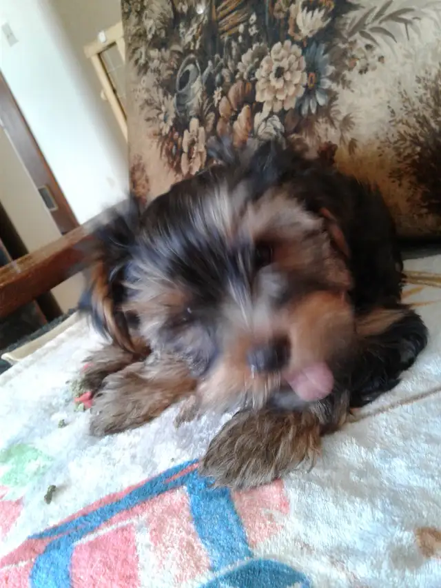 only 4 prebred yorkshire terriers left in Dogs & Puppies for Rehoming in Hamilton - Image 8