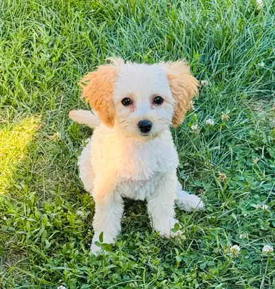 Caniche toy abricot bébés, View more