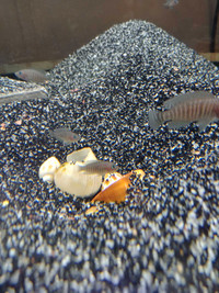 Shell dwelling cichlids (30-40 available )