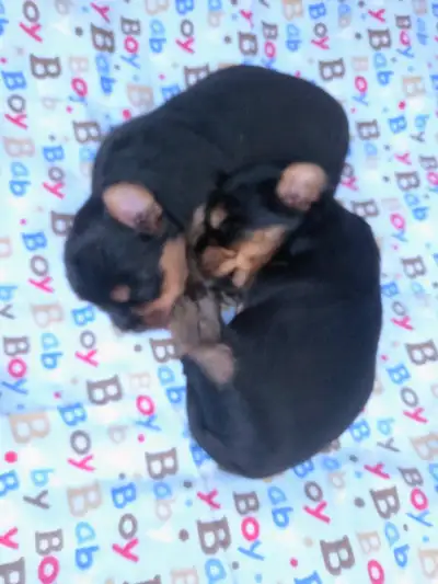 CKC Registered Yorkshire terrier puppies, View more
