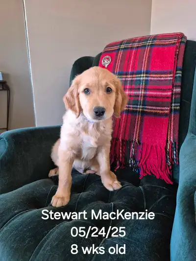 3 beautiful Golden Retriever Pure Bred pups, almost 10 wks. old. We have 1 beautiful female & 2 hand...