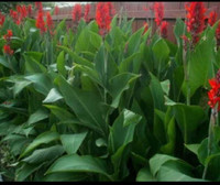 Red Canna Lily (Perennial Bulbs)