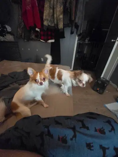 We have room for a medium to large sized bird and willing to trade one of our purebred chihuahua pup...