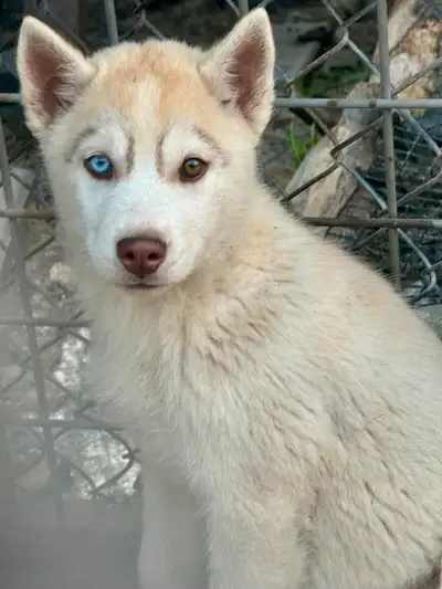 Siberian husky purebred Have first shots and deworming 2 times so far Were raised with mom free rang...