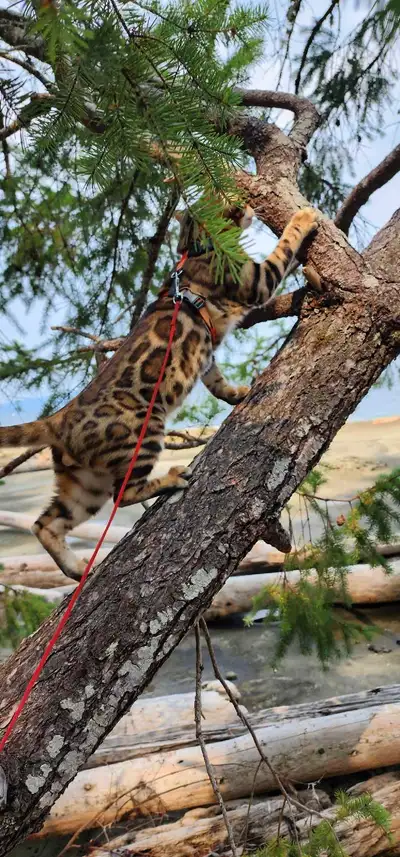 Our family has a beautiful Bengal kittens. We are looking for a loving home for our little kittens....