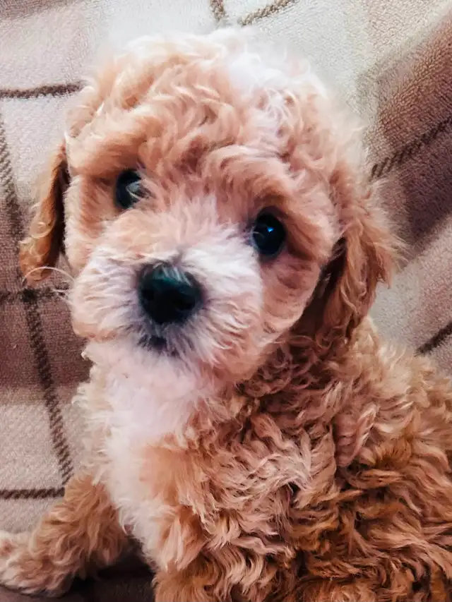 Beautiful Cavapoo Puppies in Dogs & Puppies for Rehoming in Markham / York Region - Image 11