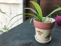 Indoor plant with ceramic pot 10$/each