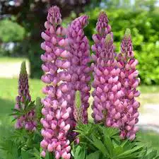 Lupin plants ‘ mix color’ , View more