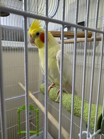 Friendly Cockatiel Bird with Cage & Accessories , View more