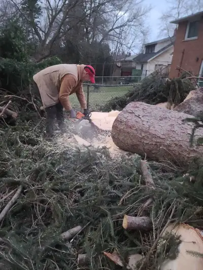 Tree Removal, Branch Removal Tree Cutting Service and Han, View more