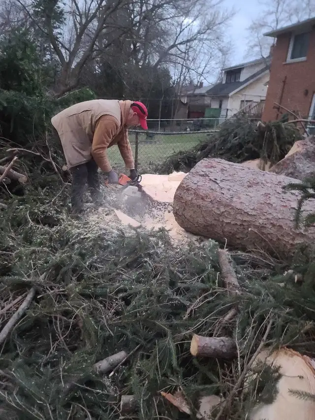 Tree Removal, Branch Removal Tree Cutting Service and Han in Lawn, Tree Maintenance & Eavestrough in Hamilton - Image 2