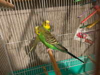 Two parakeet birds both females 