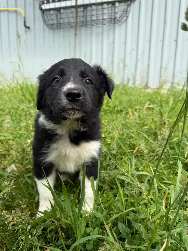 Registered Border Collie Puppies for sale in Dogs & Puppies for Rehoming in Oakville / Halton Region - Image 3