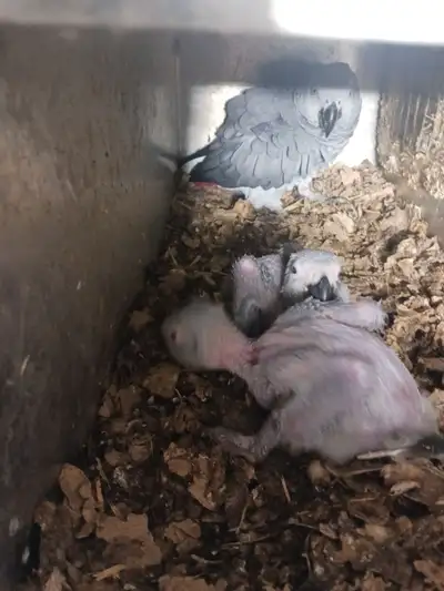 3 Baby African Grey Congo - Now Accepting Reservations!, View more