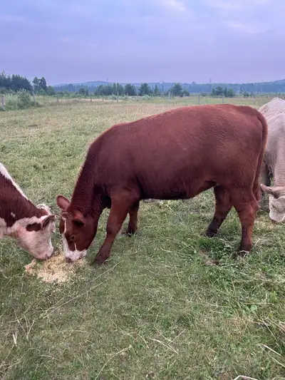 Red angus/hereford heifer, View more