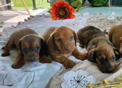 ADORABLE DACHSHUND PUPPIES, View more