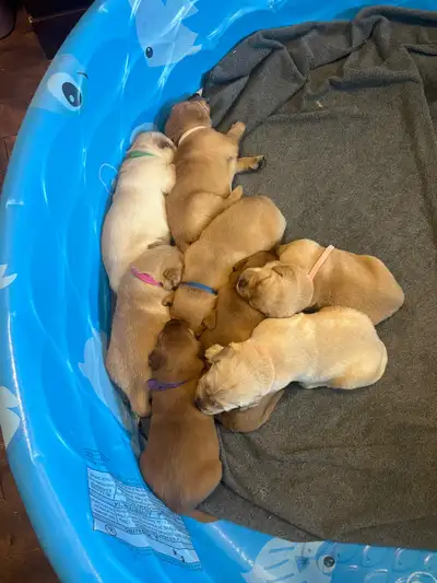 Labrador Puppies 1 male available, View more