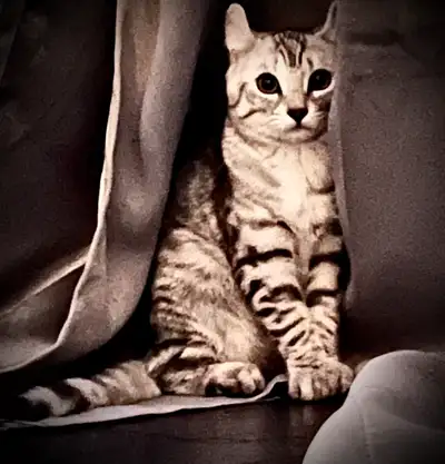 Jolie femelle highland lynx de 10 mois. Très enjouée et affectueuse. Non dégriffée et non opéré. Pri...