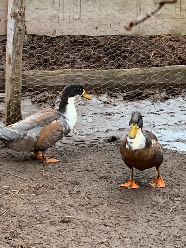 Ducks for Sale in Livestock in Trenton - Image 3