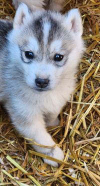Purebred Siberian Husky Puppies 