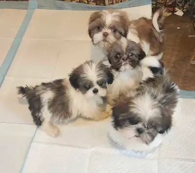 Shih Tzu Puppies ready to go to there Fur Baby homes. Tri-colors and liver and white. For more infor...