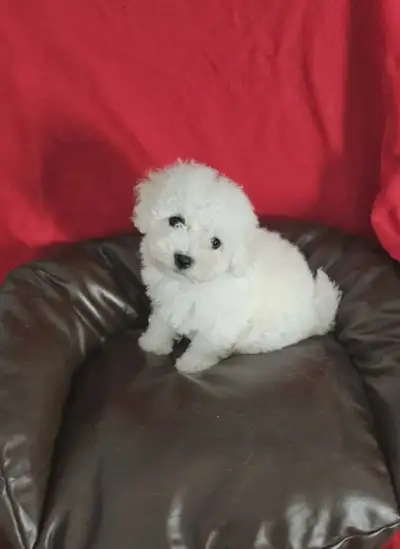 Gorgeous Purebred Bichon Frise Puppies, View more