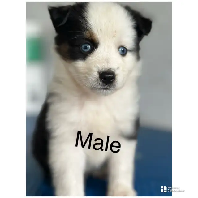Toy, Australian Shepherd, ready to go! in Dogs & Puppies for Rehoming in City of Toronto - Image 2
