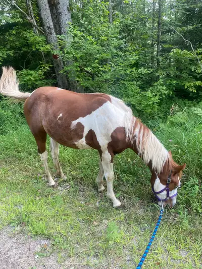 yearling quarter horse (gelded), View more