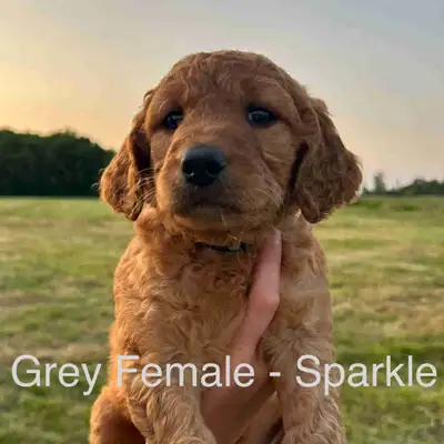 F1 Goldendoodle Puppies, View more