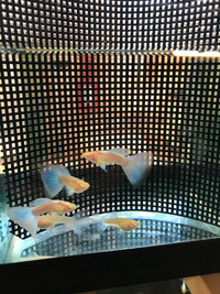 Three Young Adult Pairs of Albino Blue Topaz Guppies for Sale