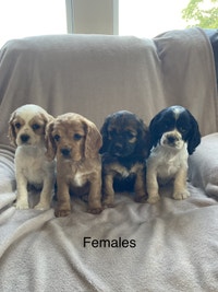 Cockaliers - Cavalier King Charles/Cocker Spaniel 