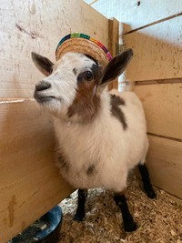 Fainting goats for sale