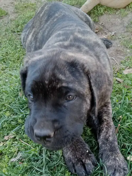 We have 2 beautiful female English Mastiff puppies ready for their forever homes. These puppies will...