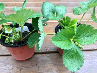 Strawberry Plants For Sale and How To! Best Varieties!