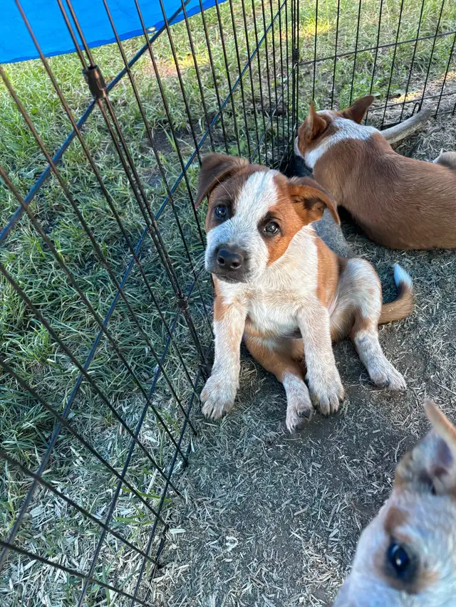 Heeler puppies in Dogs & Puppies for Rehoming in St. Albert - Image 2