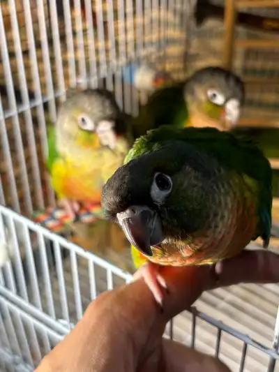 ❤️ HandFed Baby Conures Friendly/Tamed Ready , View more