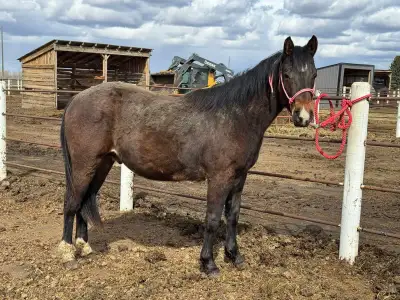 AQHA/trade for vehicle, View more