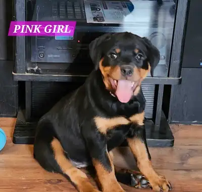 ADORABLE ROTTWEILER PUPPIES, WEEKEND SPECIAL ONLY, View more