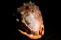 Antique Carved Cameo Sea Shell