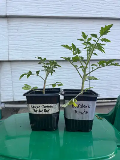 Better Boy and Beefsteak Tomato Plants, View more