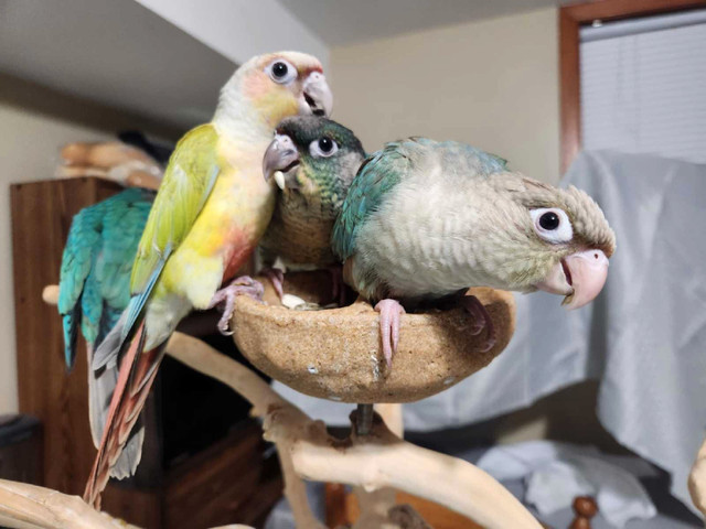 Hand-Tame Green Cheek Conure Babies in Birds for Rehoming in Saskatoon - Image 2