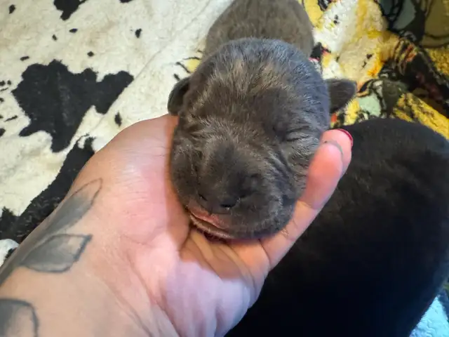 cane corso puppy  in Dogs & Puppies for Rehoming in Whitehorse - Image 5