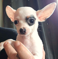 Adorable female chihuahua puppy 
