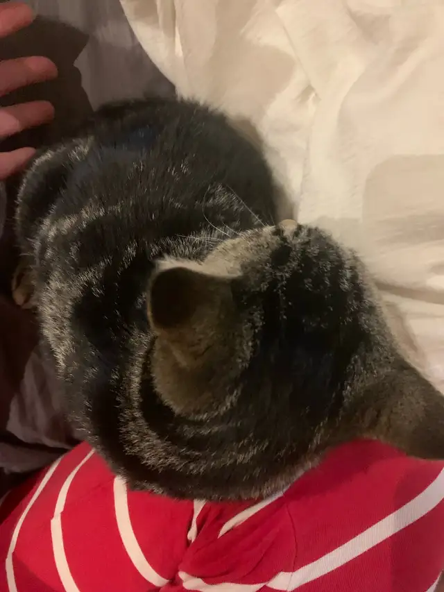 Ring in the new year with a new fuzzy friend