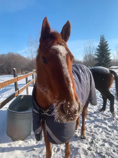 Horse Board -APRIL 1ST - $290/month - * 10 min. south of Calgary, View more